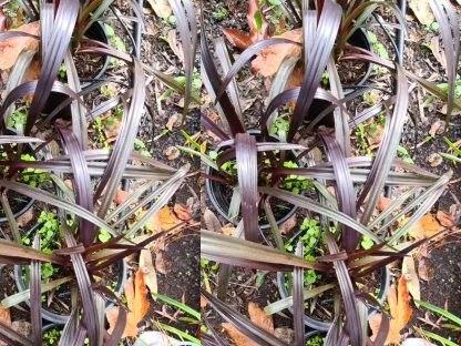 קרינון ננסי