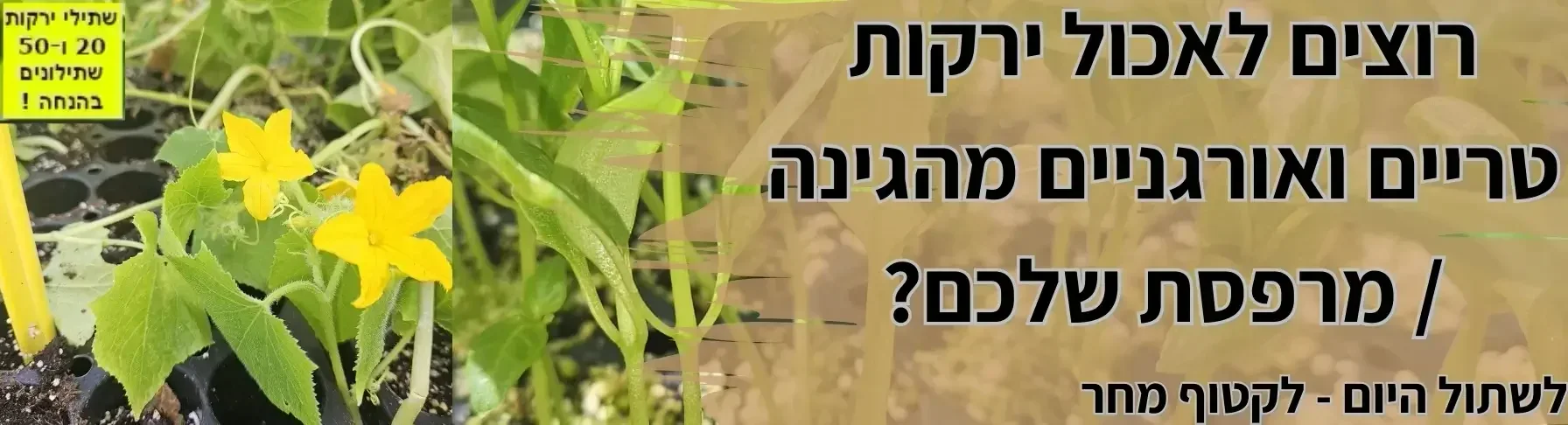 שתילי ירקות לעונה במבצע מגידול אורגני לחץ כאן | קל שתיל