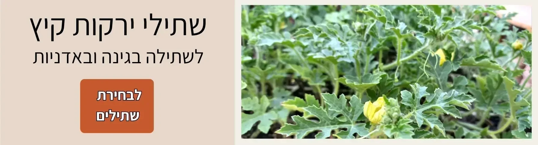 שתילי ירקות לעונה מגידול אורגני לחץ כאן | קל שתיל