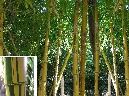 חזרן מצוי זהוב-קנה במבוק