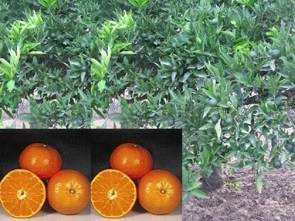 הדר המנדרין 'אור'