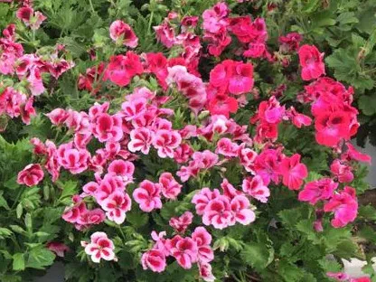 גרניום (פלרגוניום) צרפתי