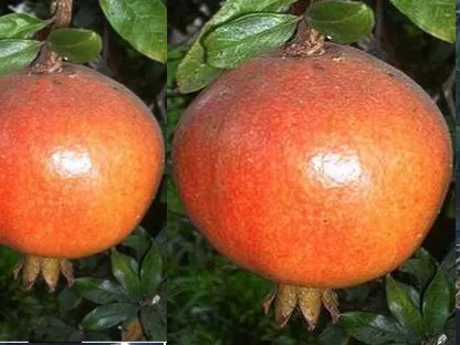 פרי רימון וונדרפול