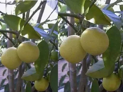 לימקווט - לימון סיני