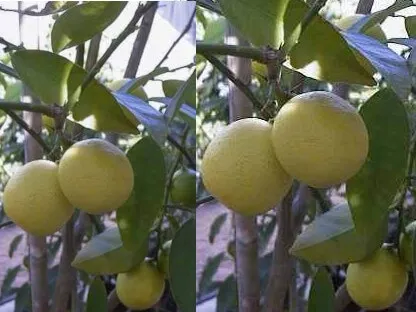 לימקווט "לימון סיני"