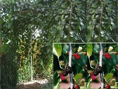 תות בכות, תות שחור בכות