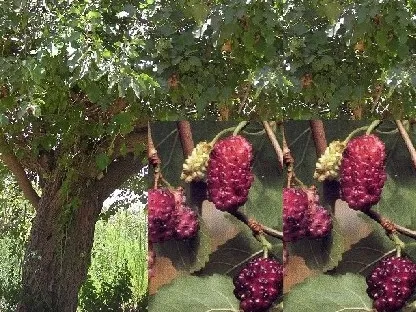 תות שחור, תות עץ שחור, עץ תות שחור