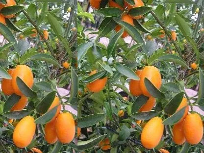 קומקווט אגסי "תפוז סיני"