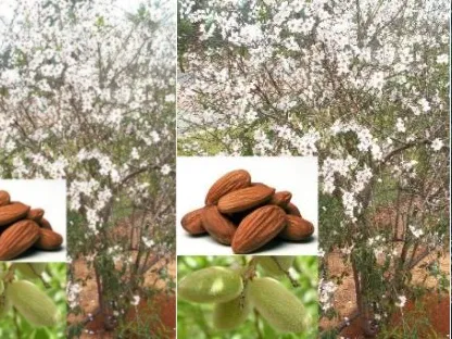 שקד מצוי 'אום-אל-פחם'