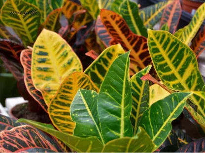 קודן מגוון מצויר