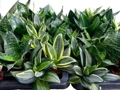 סנסיווריה נמוכה דמוית משפך בעציץ קטן – מופעים שונים