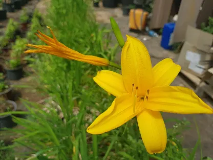 המרוקליס כלאים