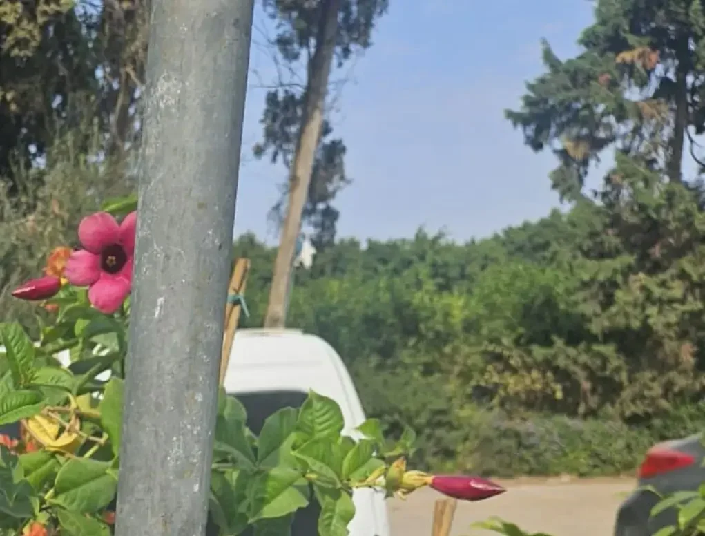 אלמנדה סגולה