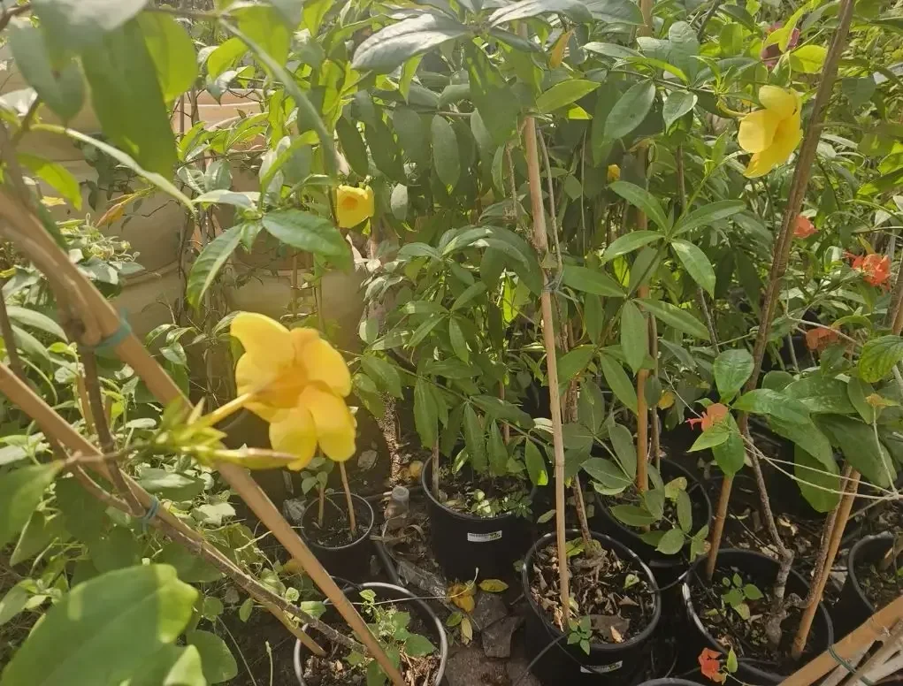 אלמנדה קתרטית צהובה