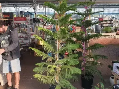 אראוקריה רמה