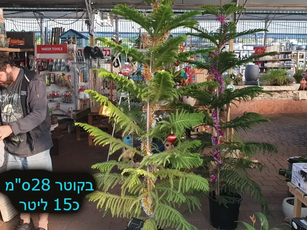 אראוקריה רמה ב15 ליטר