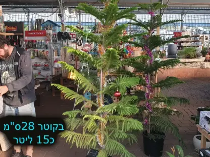 אראוקריה רמה ב15 ליטר