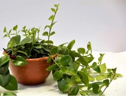 בישנית יפה, ביישנית, אשיננטוס