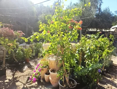 גינקו בילובה ב 50 ליטר