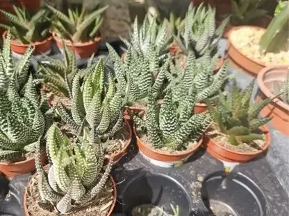 הוורתיה זנים שונים