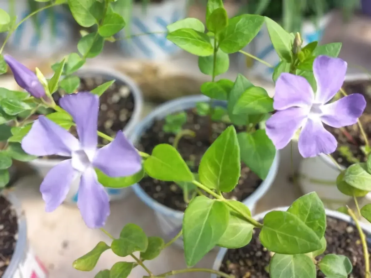 וינקה גדולה - Vinca major