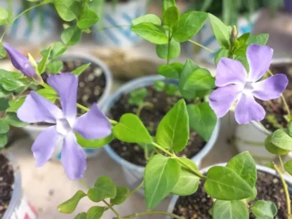 וינקה גדולה - Vinca major