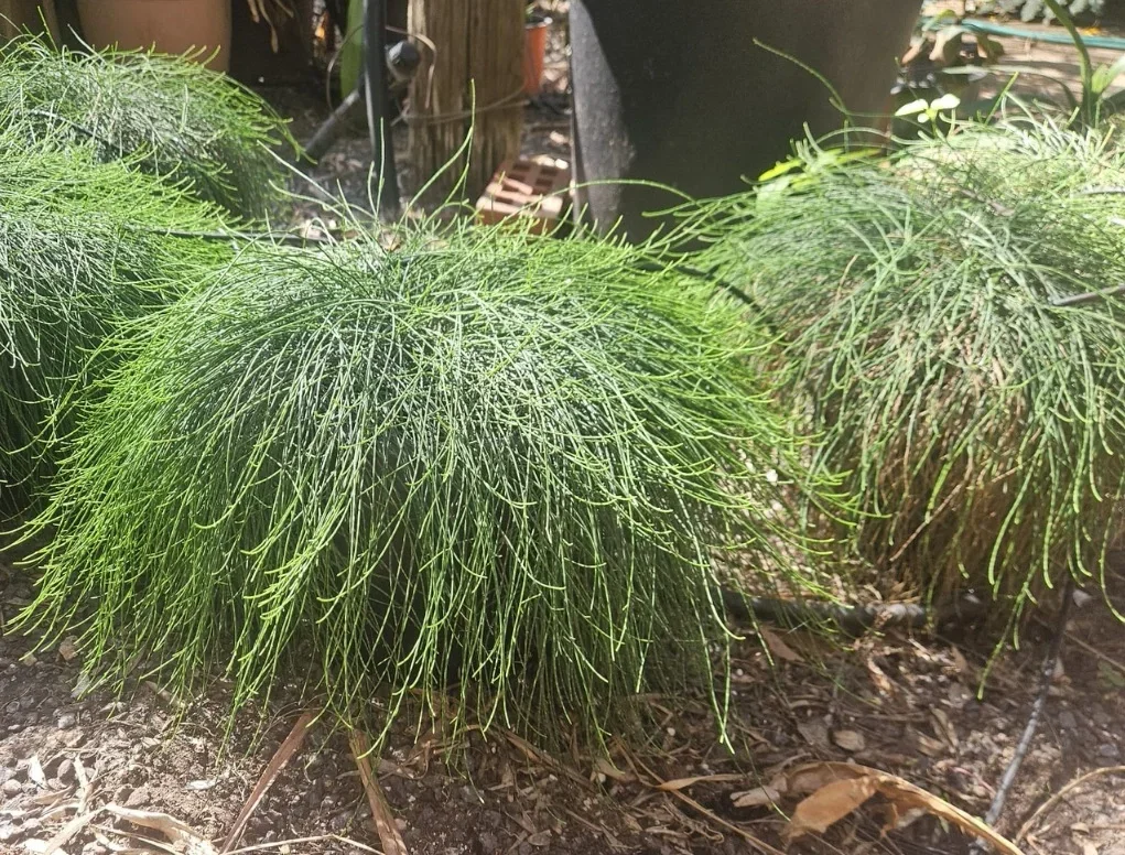 קזוארינה מכחילה קזין איט'