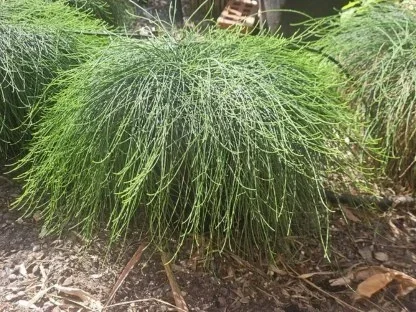 קזוארינה מכחילה קזין איט'