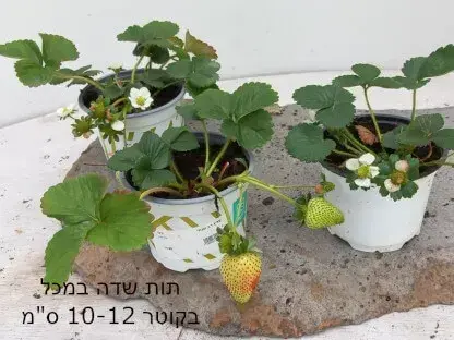 תות שדה בעציץ בקוטר 10-12 ס"מ