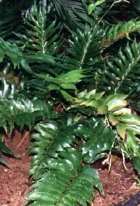 קירטומיון חרמשי `רושפורדיאנום`