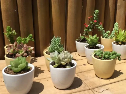 סוקולנט קטן בקרמיקה מתנה לאורחים ועובדים