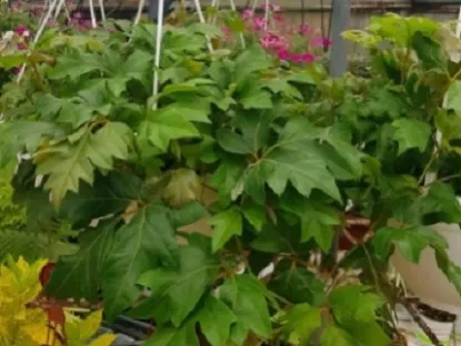 קיסוסן מעוין (גפנית)