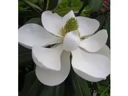 מגנוליה גדולת-פרחים 10ליטר