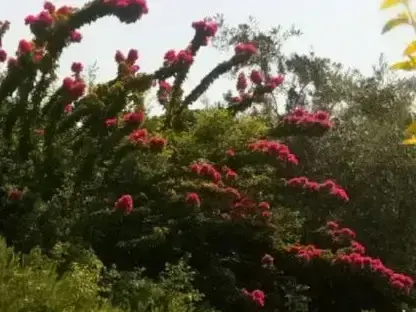 פריחת בשרביטים בצבע בורדו של בוגנוליאה טורץ` גלו `קומפקטית`