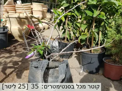 פריש יפני פורח במכל 25 ליטר