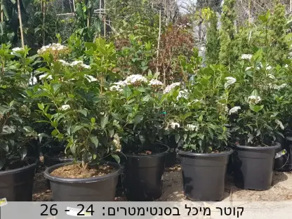 מורן החורש במכל בקוטר 24-26 ס"מ בפריחה