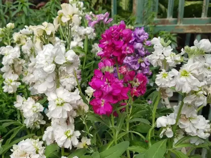 מנתור מאפיר ריחני