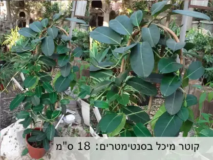 סטפנוטיס רב פרחים