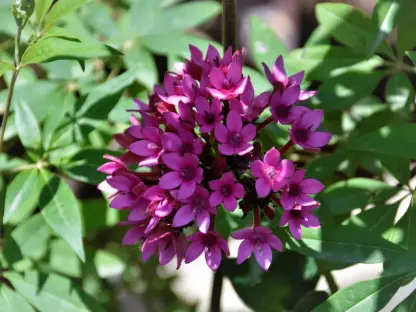 פריחה סגולה של פנטס איזמלני זן גבוה על רקע עלווה של צמח אחר