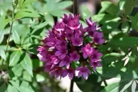 באתר משתלה עד הבית רוכשים צמחים לבית, צמחים למשרד, צמחי גן וצמחי מרפסת