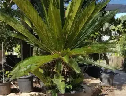 ציקס מופשל 70 ליטר