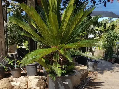 ציקס מופשל 70 ליטר