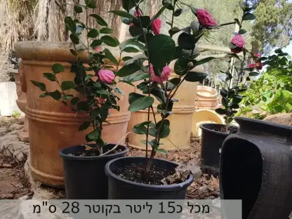 קמיליה יפנית פורחת בורוד במכל בקוטר 28 ס"מ