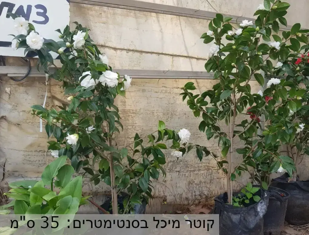 קמליה יפנית לבנה פורחת במכל בקוטר 35 ס"מ