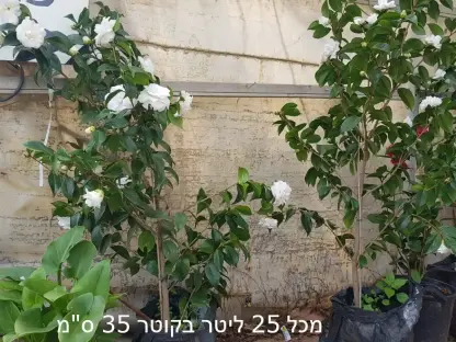 קמליה יפנית לבנה פורחת במכל בנפח 25 ליטר
