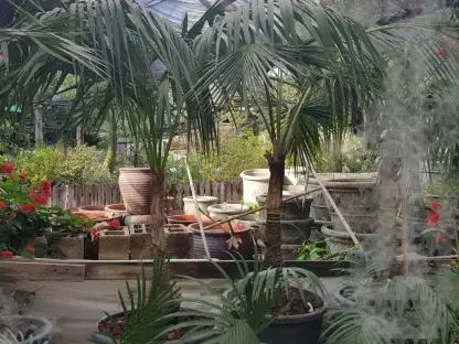 דקל קנטיה בוגר גזע בקוטר 3 אינץ