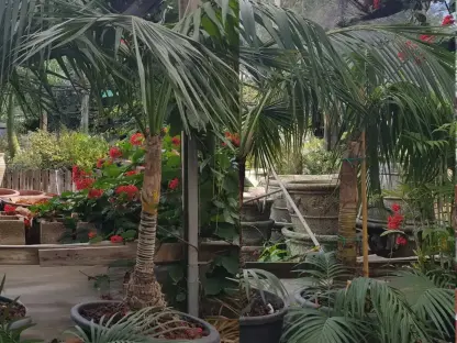 דקל קנטיה בוגר גזע בעובי כ4 אינצ'