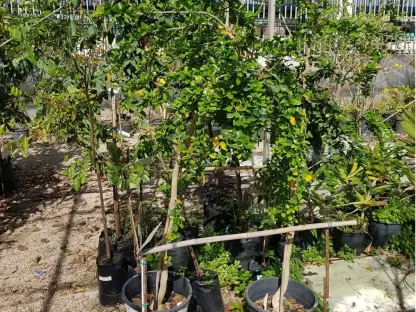 תפוח כפרי 25 ליטר