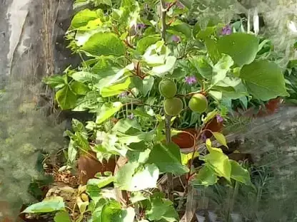 משמש מצוי רעננה 10 ליטר