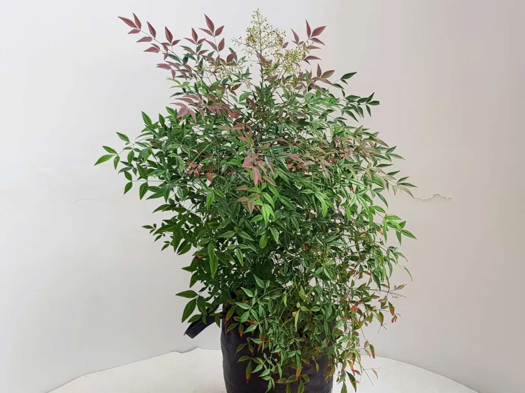 ננדינה תרבותית